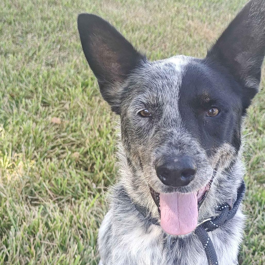 Enlarge Mick, a Adoptable Australian Cattle Dog / Blue Heeler in Beaumont, TX image 1/6