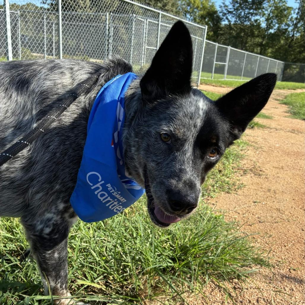 Enlarge Mick, a Adoptable Australian Cattle Dog / Blue Heeler in Beaumont, TX image 2/6