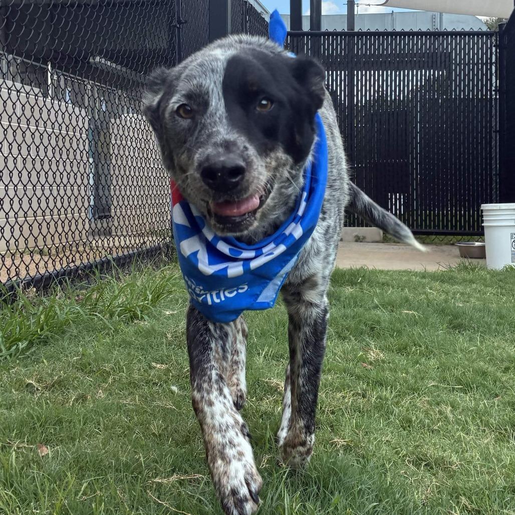 Enlarge Mick, a Adoptable Australian Cattle Dog / Blue Heeler in Beaumont, TX image 3/6