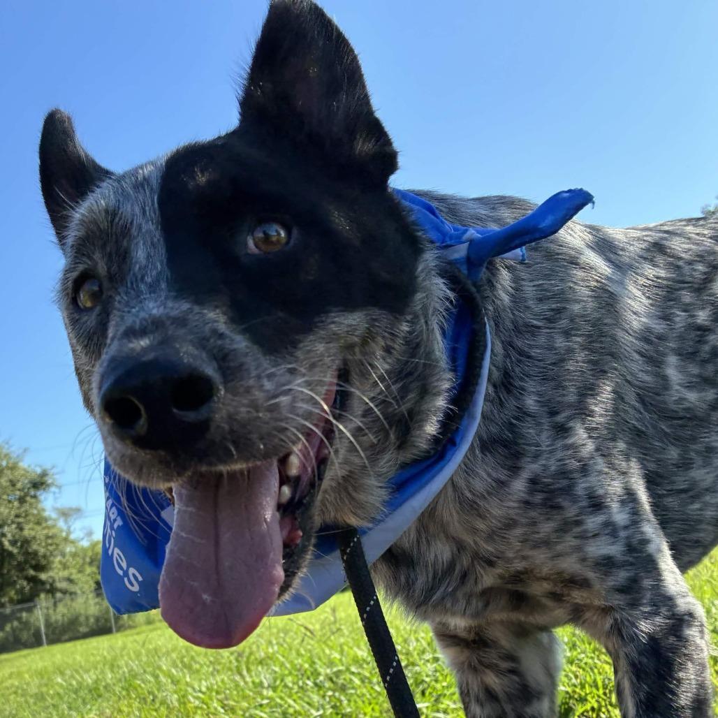 Enlarge Mick, a Adoptable Australian Cattle Dog / Blue Heeler in Beaumont, TX image 4/6