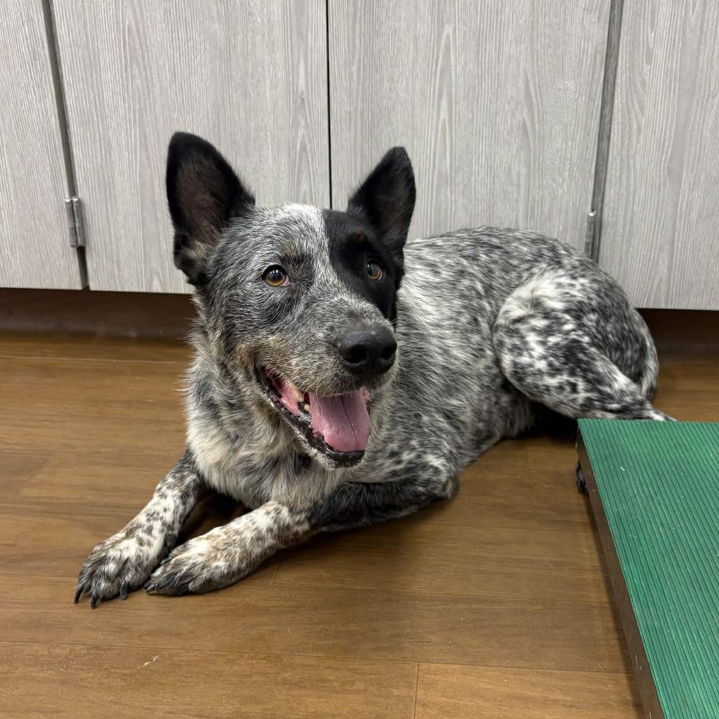 Enlarge Mick, a Adoptable Australian Cattle Dog / Blue Heeler in Beaumont, TX image 5/6