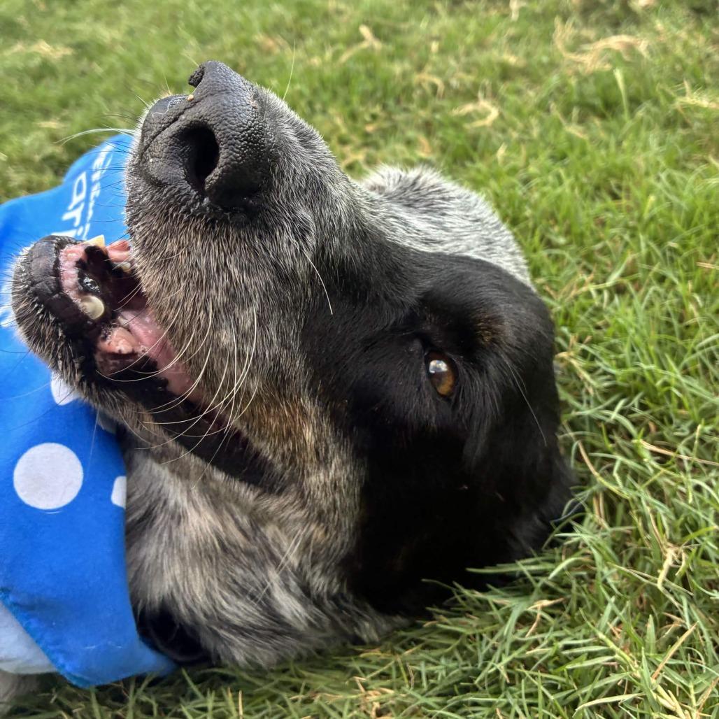 Enlarge Mick, a Adoptable Australian Cattle Dog / Blue Heeler in Beaumont, TX image 6/6