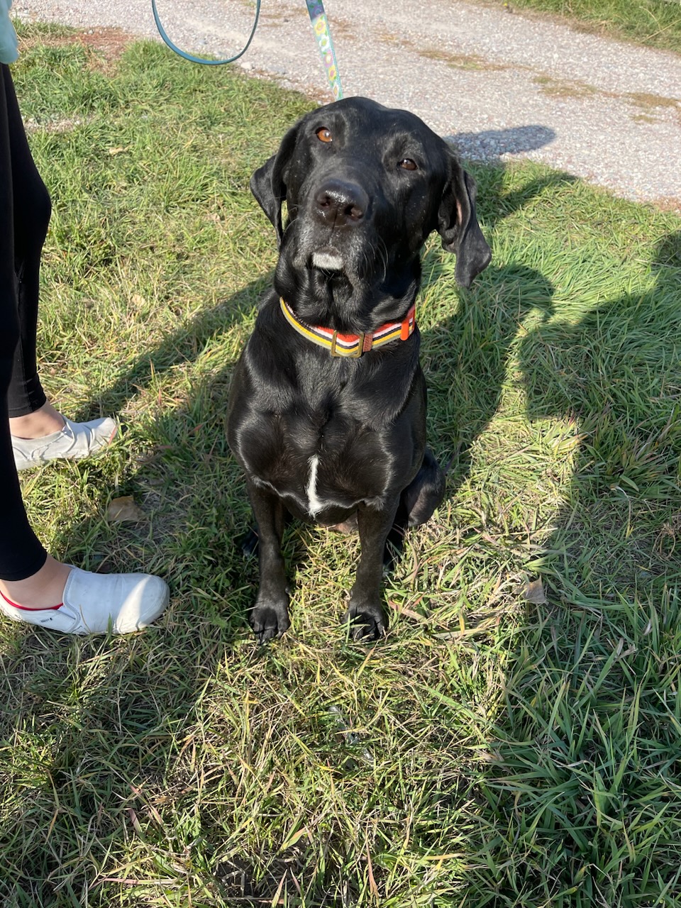 Dog for adoption Queenie, a Labrador Retriever in Polson, MT Petfinder