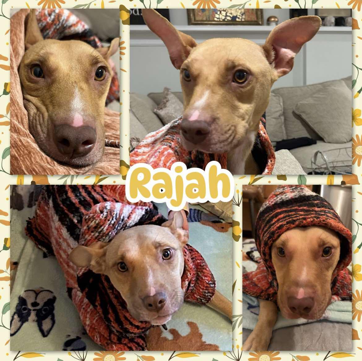 Enlarge Rajah, a Adoptable mixed breed in Ringwood, NJ image 1/2