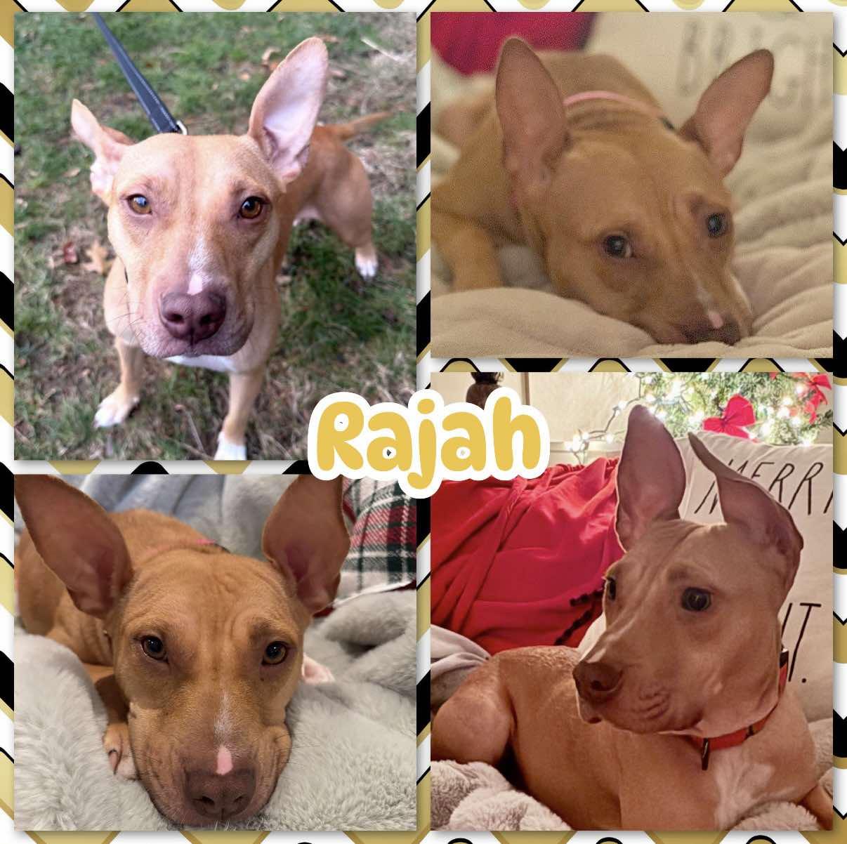 Enlarge Rajah, a Adoptable mixed breed in Ringwood, NJ image 2/2