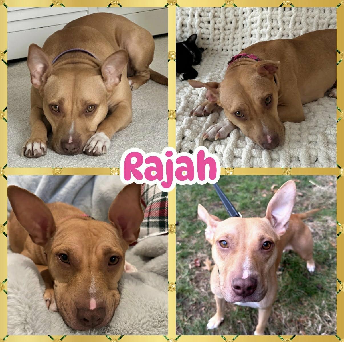 Enlarge Rajah, a Adoptable mixed breed in Ringwood, NJ image 1/3