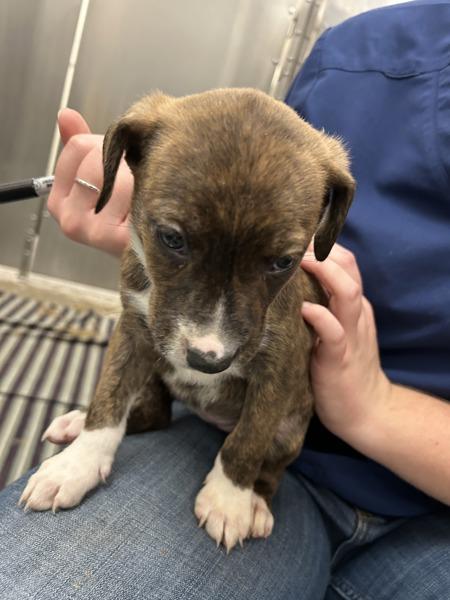 Enlarge Blitzen (green), a Adoptable mixed breed in Spokane Valley, WA image 1/1
