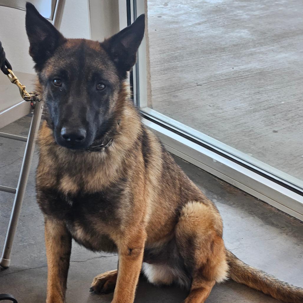 Ruger, a Adoptable Belgian Shepherd / Malinois in Tulsa, OK image 1/3