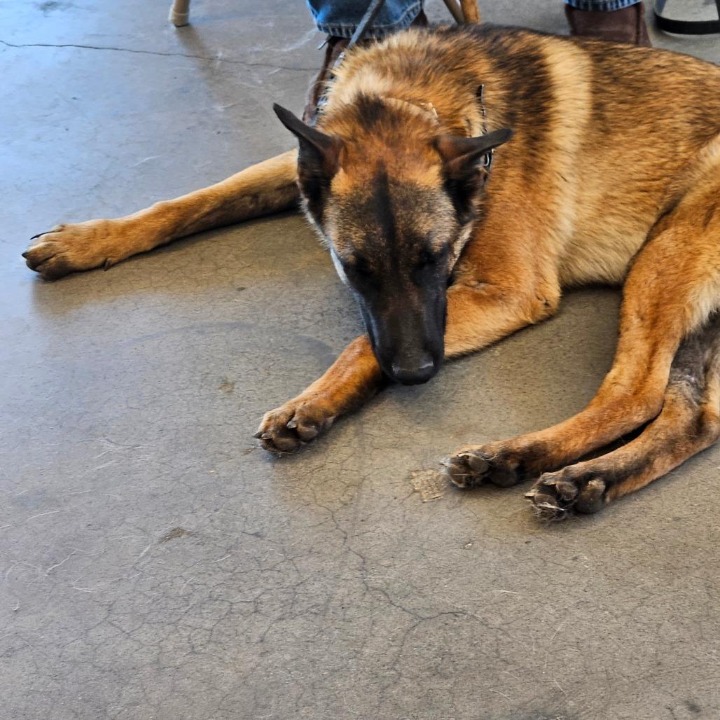 Ruger, a Adoptable Belgian Shepherd / Malinois in Tulsa, OK image 2/3