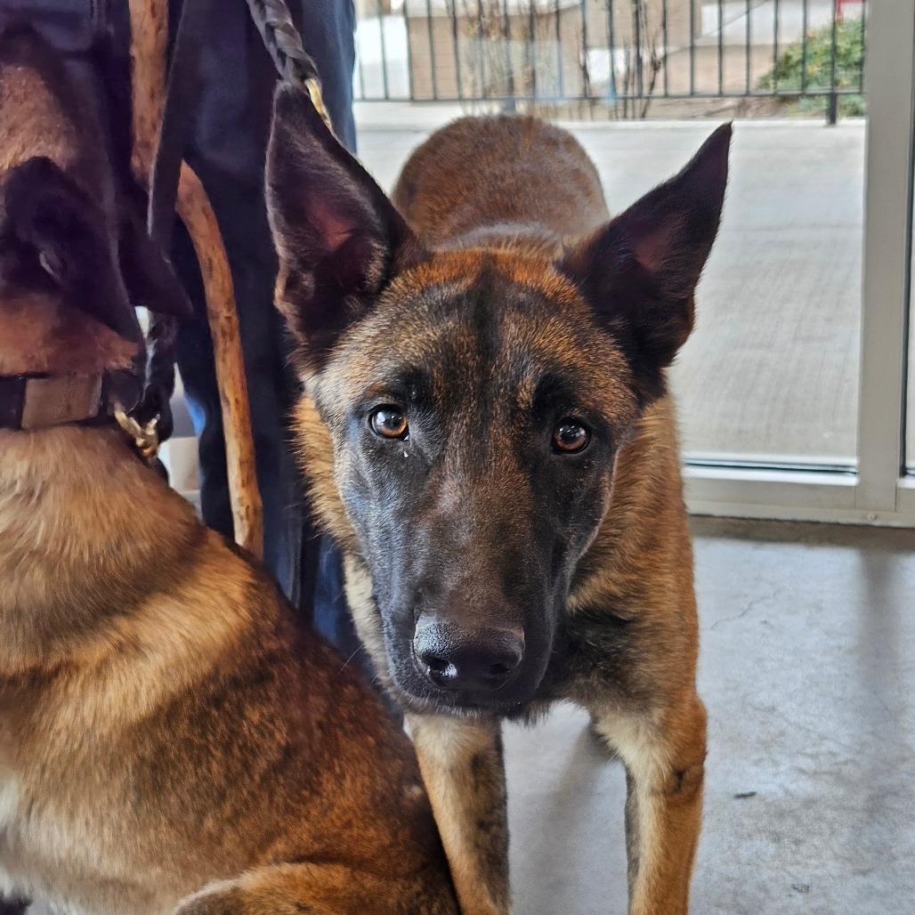 Ruger, a Adoptable Belgian Shepherd / Malinois in Tulsa, OK image 3/3