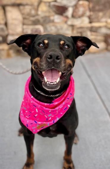 VELVETA, Adoptable, Adult Female Rottweiler & Mixed Breed.