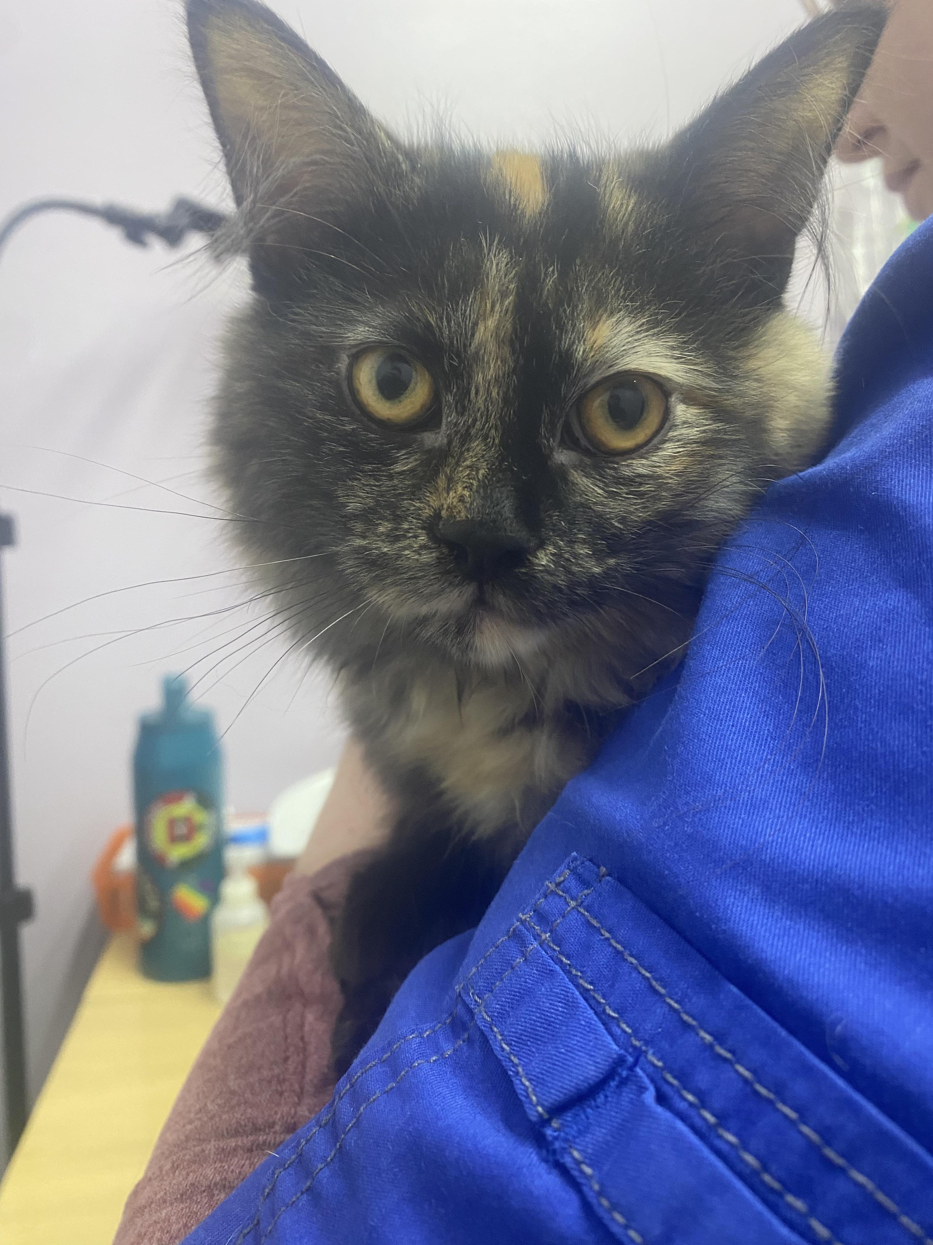 Whispy, Adopted, Young Female Domestic Long Hair.