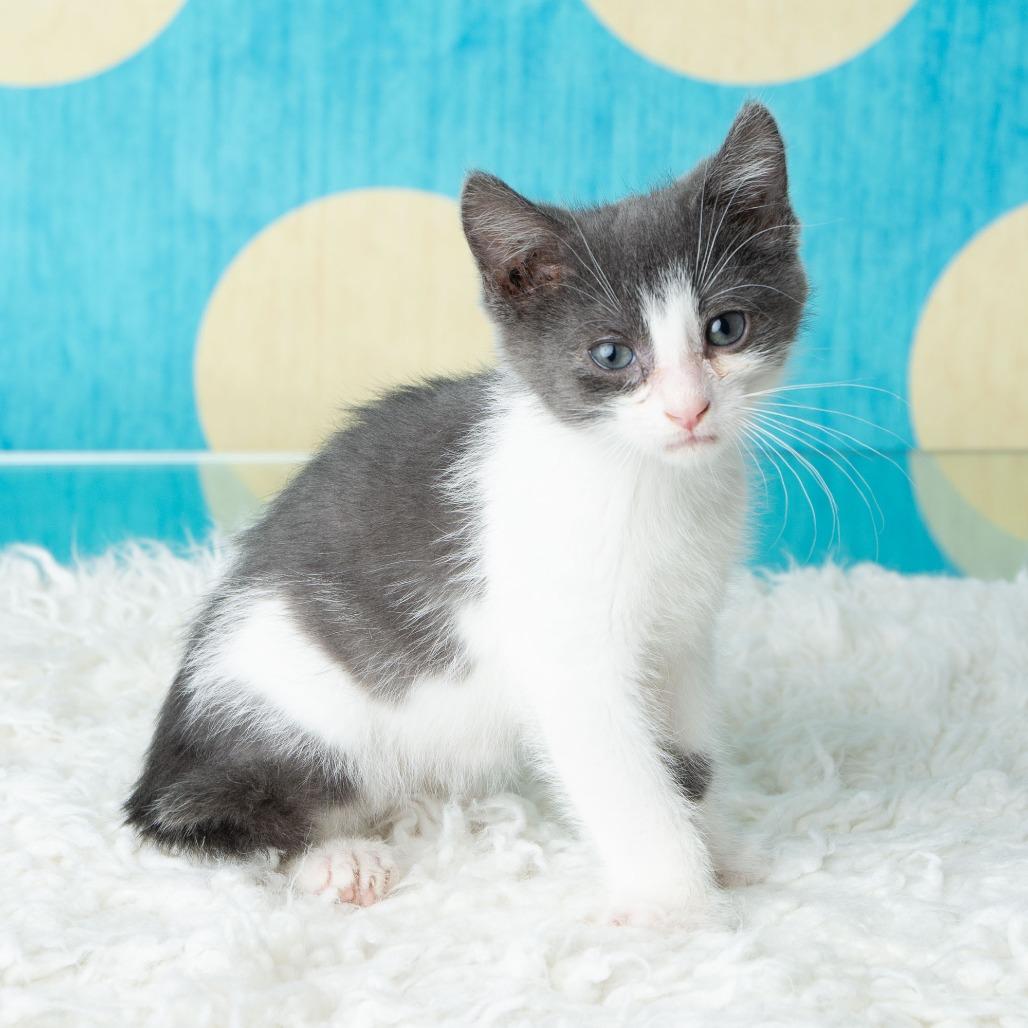 Pho, Adoptable, Kitten Male Domestic Short Hair.
