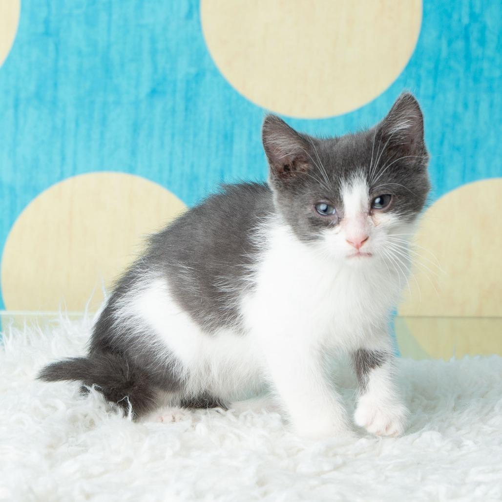 Enlarge Pho, a Adoptable Domestic Short Hair in St. Paul, MN image 2/6