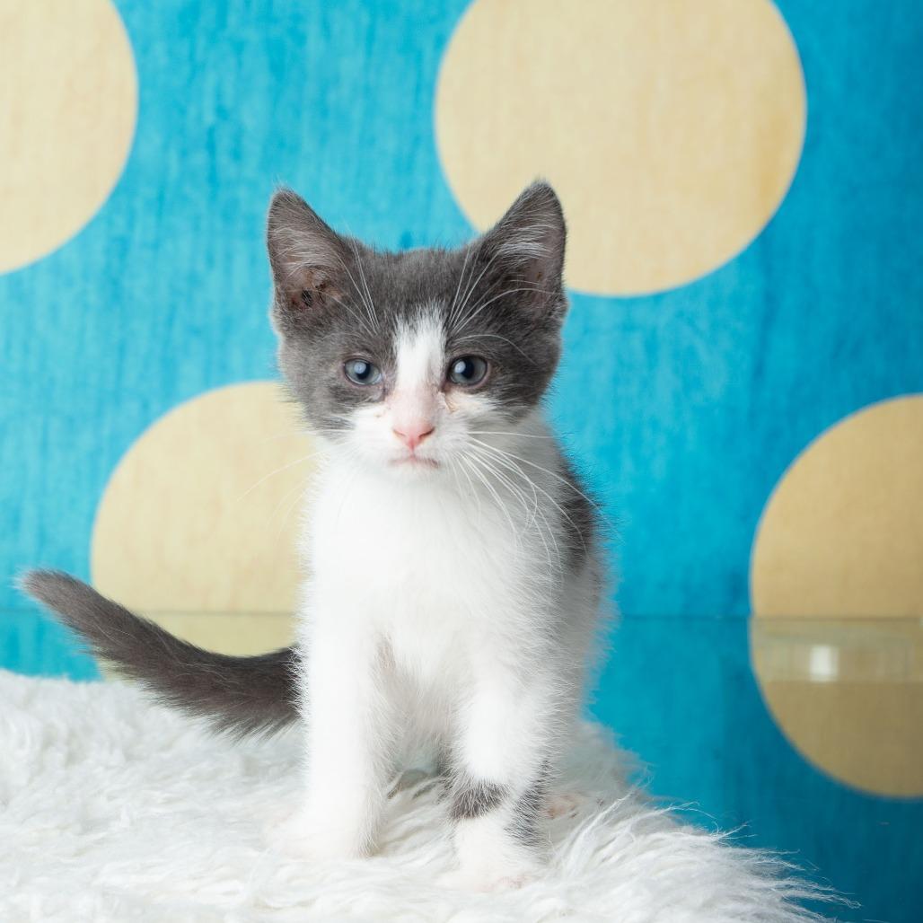 Enlarge Pho, a Adoptable Domestic Short Hair in St. Paul, MN image 3/6