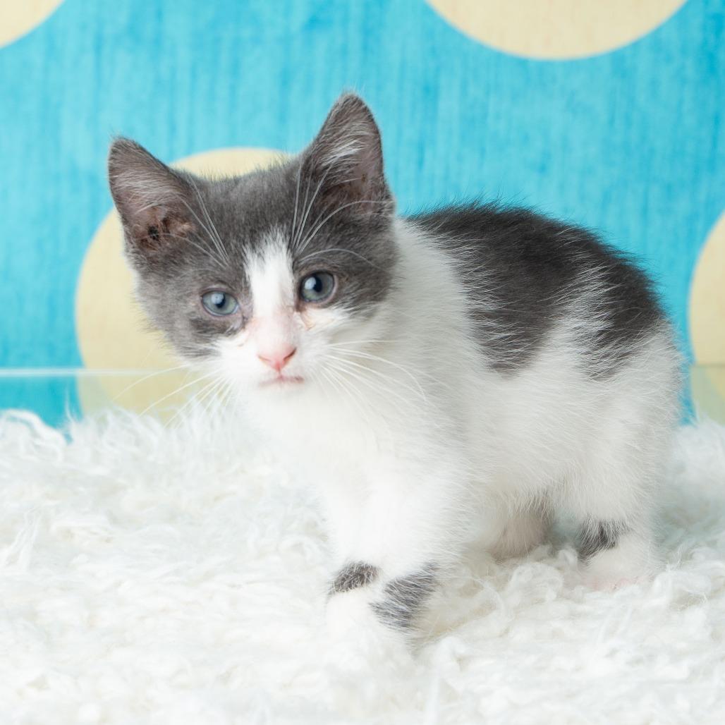 Enlarge Pho, a Adoptable Domestic Short Hair in St. Paul, MN image 4/6