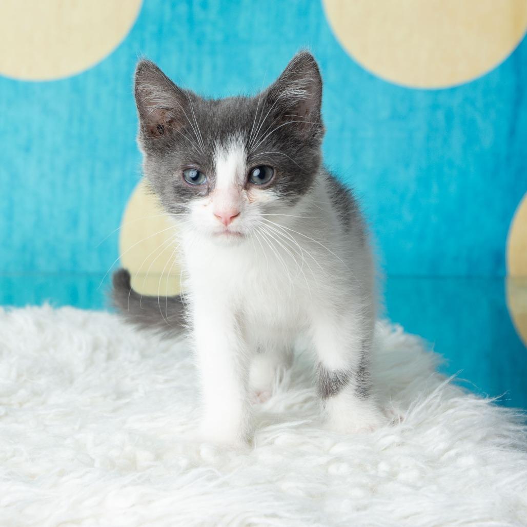 Enlarge Pho, a Adoptable Domestic Short Hair in St. Paul, MN image 5/6