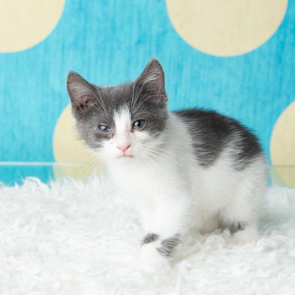 Enlarge Pho, a Adoptable Domestic Short Hair in St. Paul, MN image 6/6