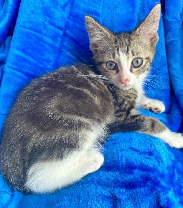 Ezzy, Chewy, Echo, & Violet, a Adoptable Domestic Short Hair in Buffalo, NY image 3/6