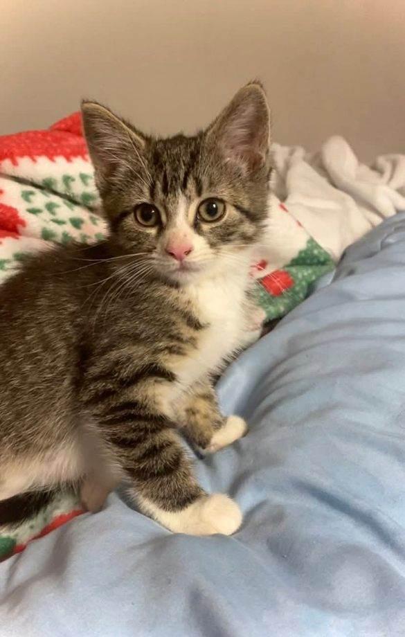 Ezzy, Chewy, Echo, & Violet, a Adoptable Domestic Short Hair in Buffalo, NY image 2/6