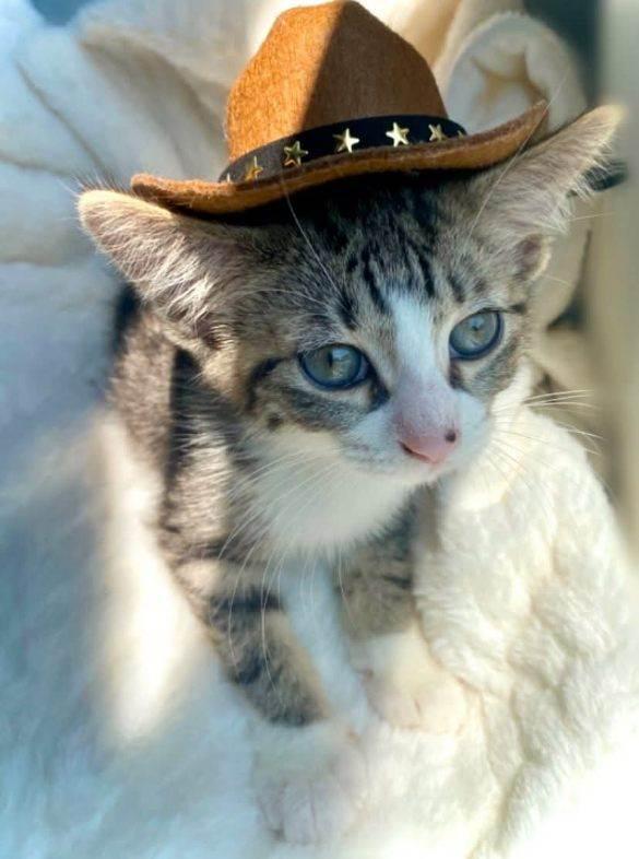 Ezzy, Chewy, Echo, & Violet, Adoptable, Kitten Male Domestic Short Hair.