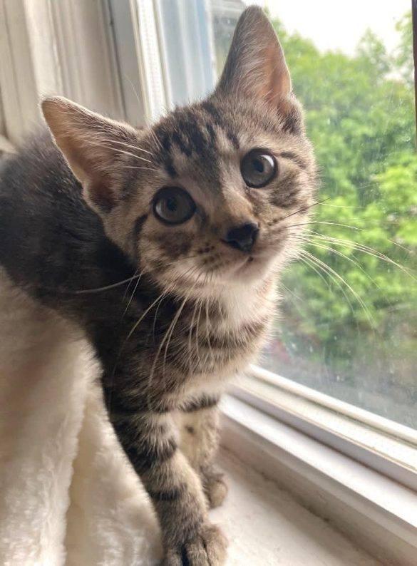 Ezzy, Chewy, Echo, & Violet, a Adoptable Domestic Short Hair in Buffalo, NY image 6/6