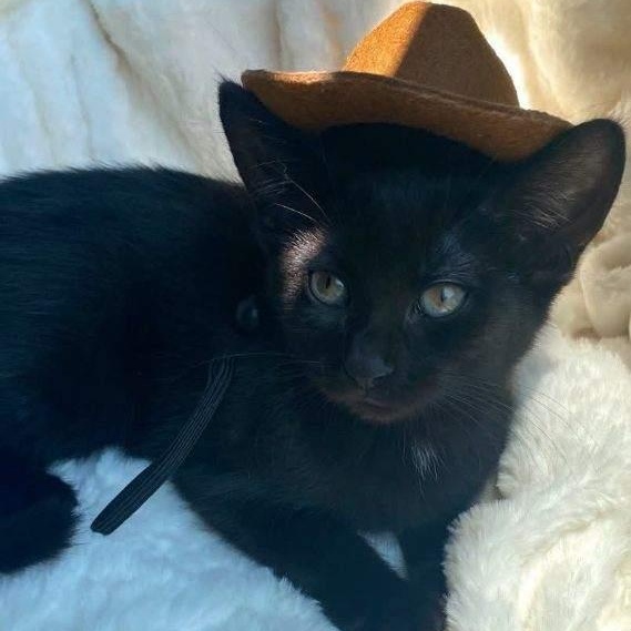 Ezzy, Chewy, Echo, & Violet, a Adoptable Domestic Short Hair in Buffalo, NY image 5/6