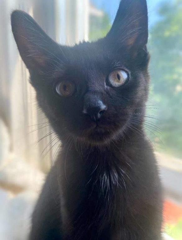 Ezzy, Chewy, Echo, & Violet, a Adoptable Domestic Short Hair in Buffalo, NY image 4/6