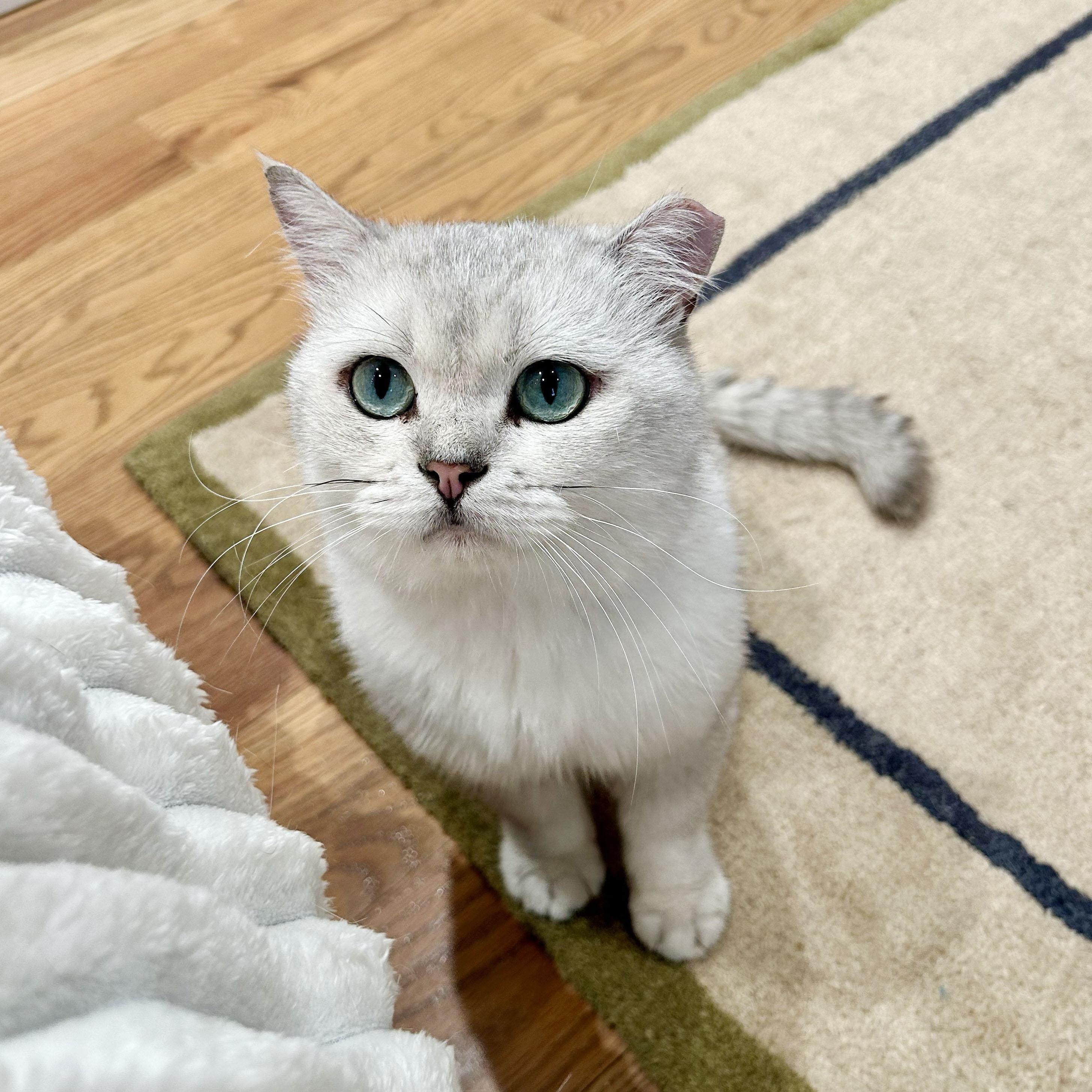 Enlarge Teddy, a ADOPTABLE British Shorthair in BROOKLYN, NY image 1/6