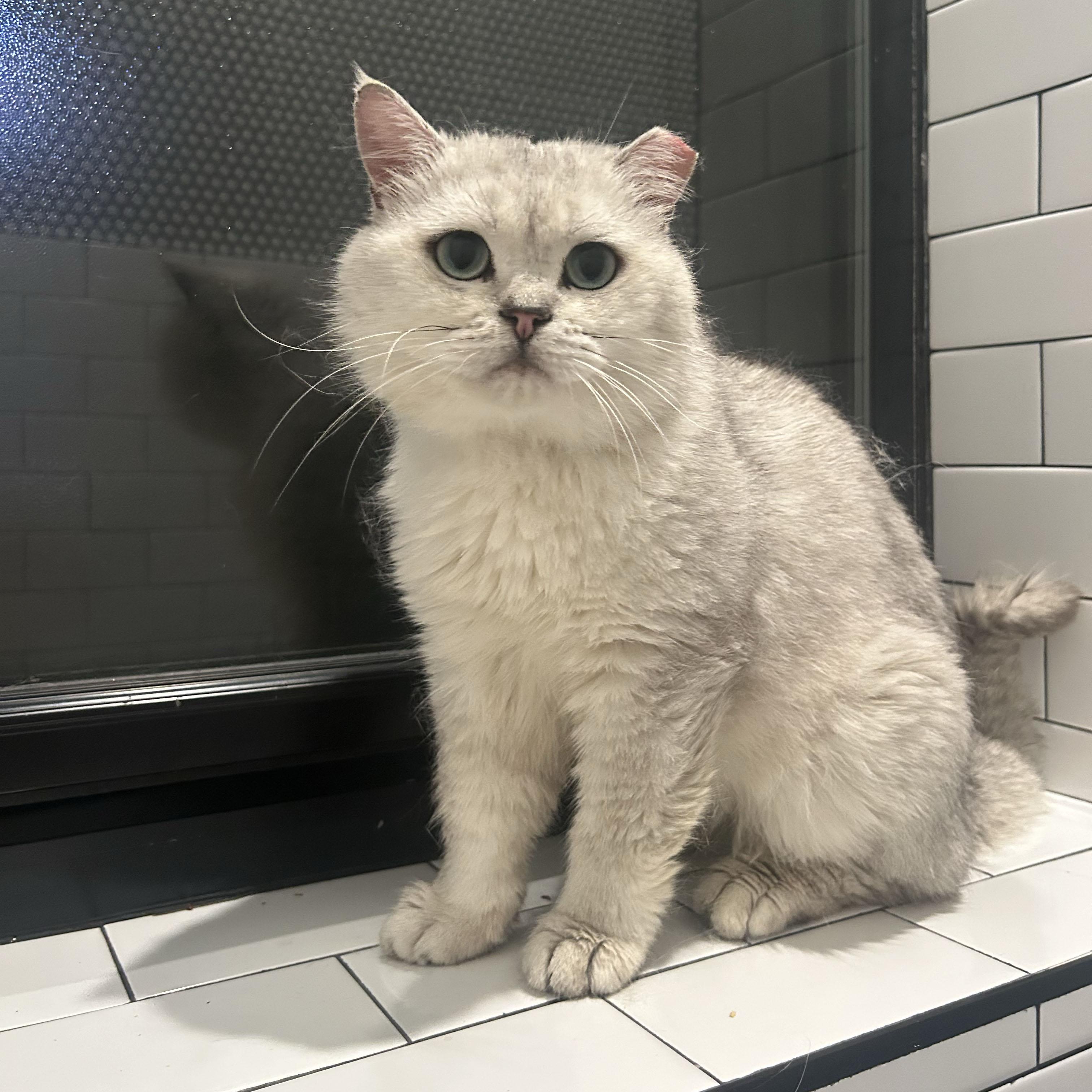 Enlarge Teddy, a ADOPTABLE British Shorthair in BROOKLYN, NY image 6/6