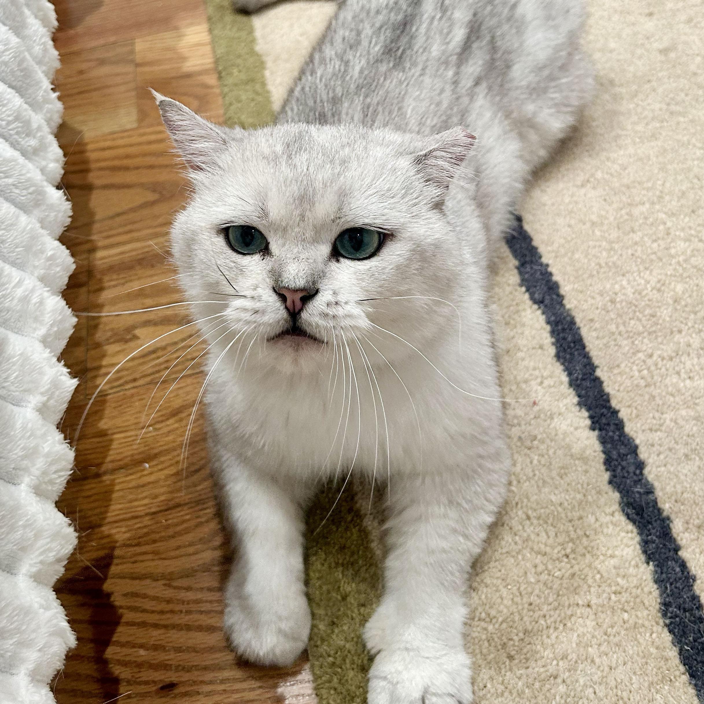 Enlarge Teddy, a ADOPTABLE British Shorthair in BROOKLYN, NY image 2/6