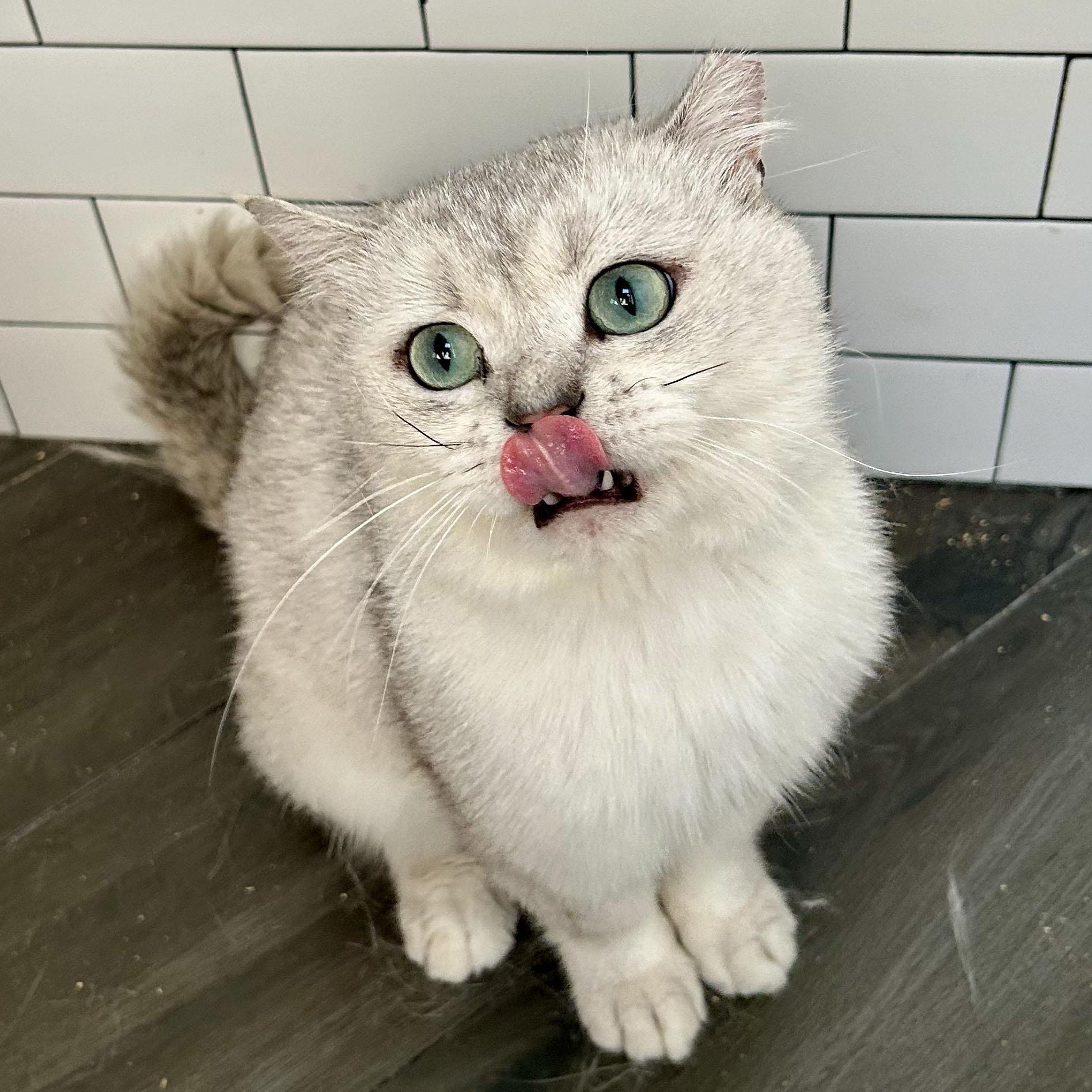 Enlarge Teddy, a ADOPTABLE British Shorthair in BROOKLYN, NY image 4/6