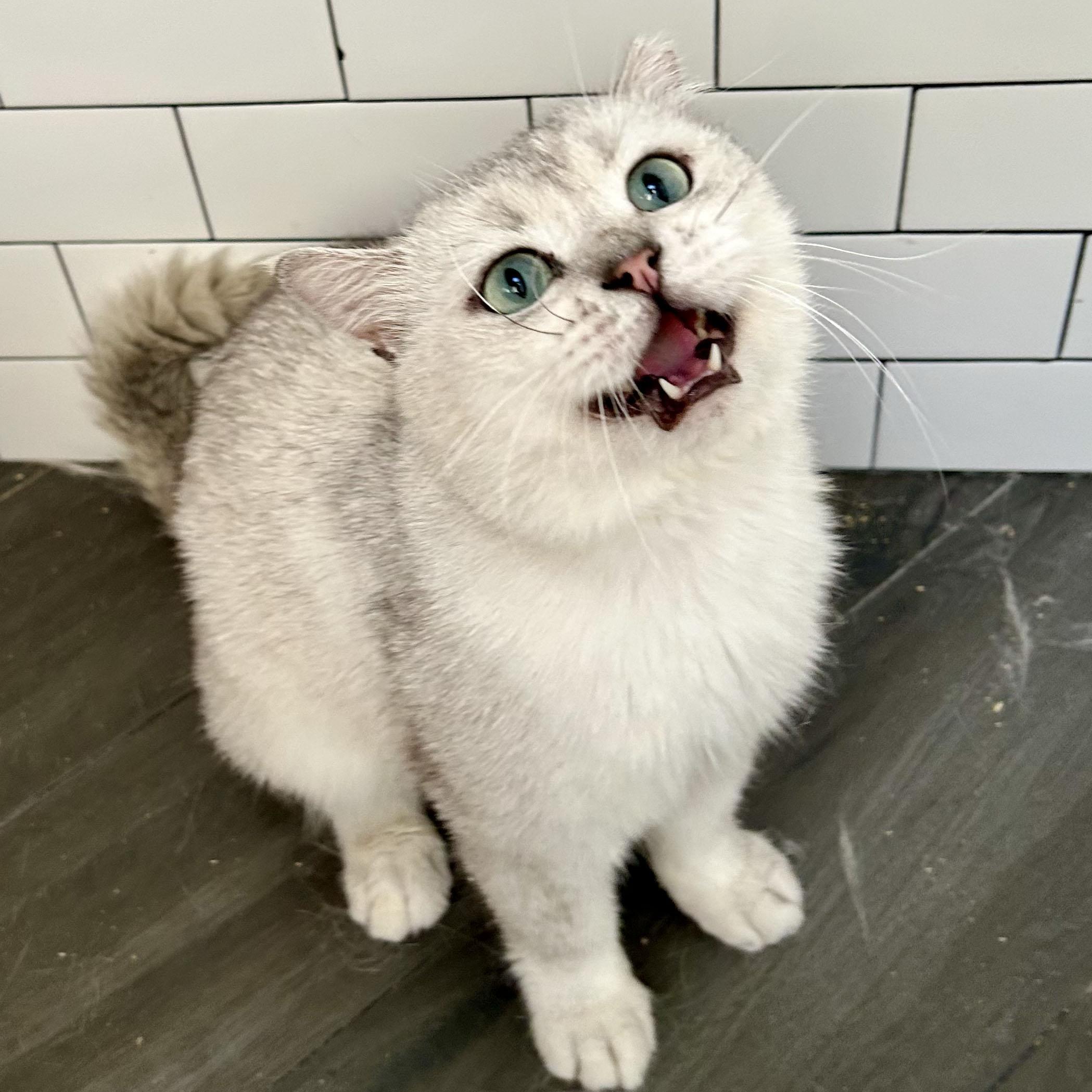 Enlarge Teddy, a ADOPTABLE British Shorthair in BROOKLYN, NY image 5/6