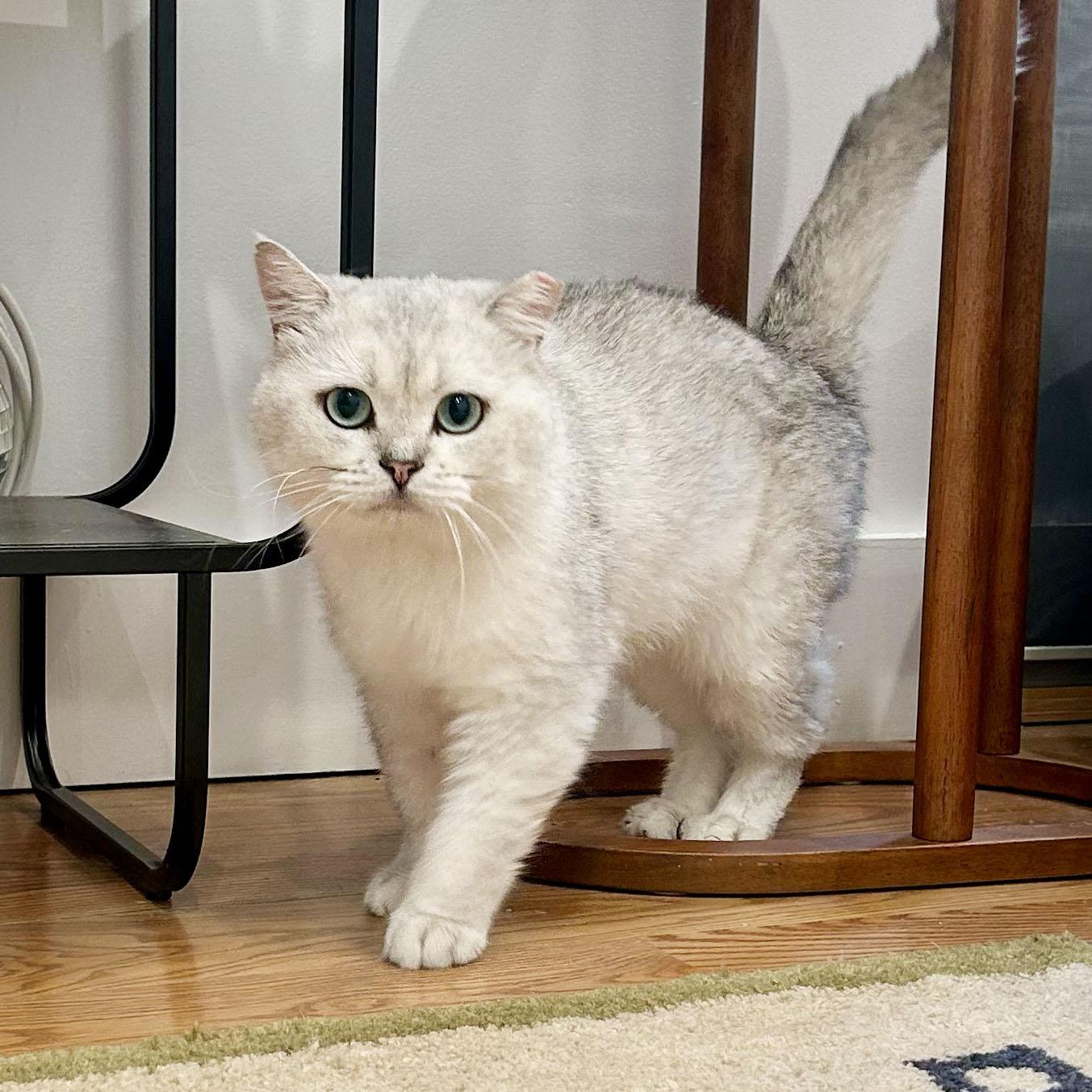 Enlarge Teddy, a ADOPTABLE British Shorthair in BROOKLYN, NY image 3/6