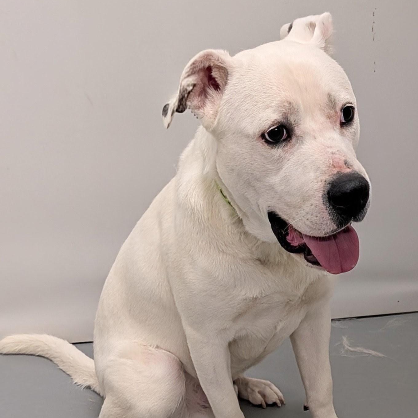 Casper, a ADOPTABLE mixed breed in Aurora, NE image 4/4