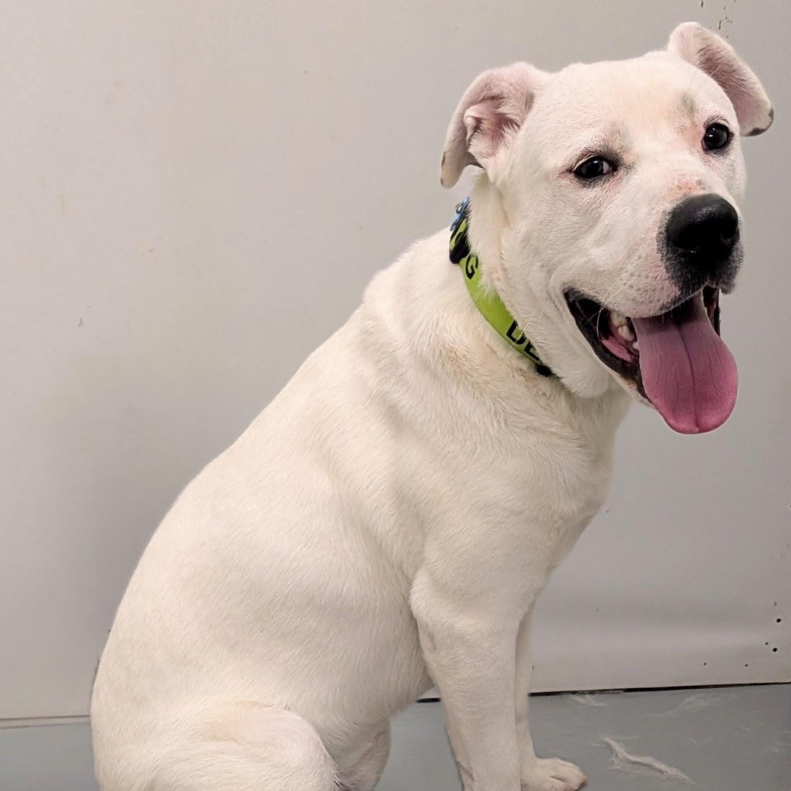 Casper, a ADOPTABLE mixed breed in Aurora, NE image 2/4