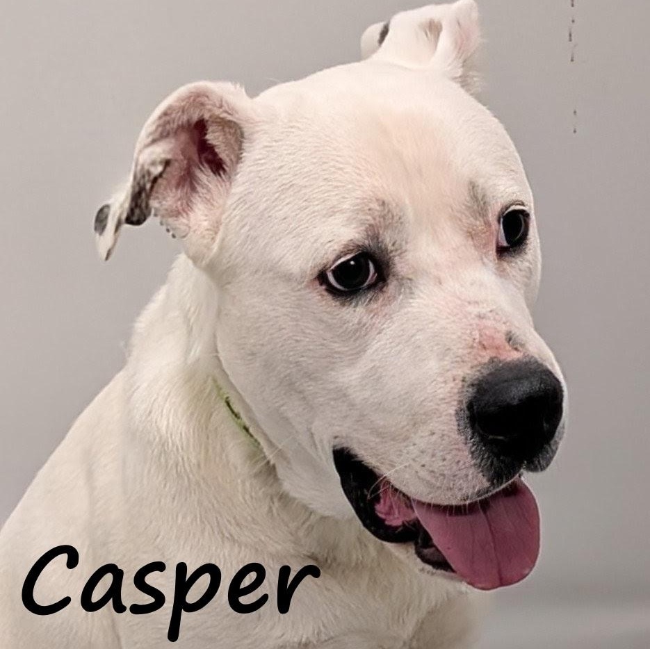 Casper, ADOPTABLE, Young Male Labrador Retriever & Pit Bull Terrier.
