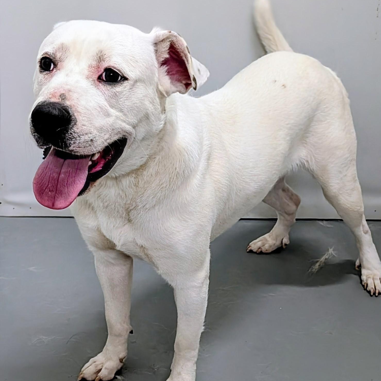 Casper, a ADOPTABLE mixed breed in Aurora, NE image 3/4