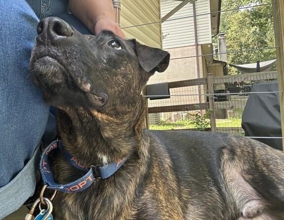 Chuck, Adoptable, Young Male Labrador Retriever & Terrier.