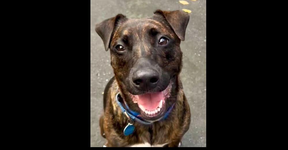 Enlarge Chuck, a Adoptable mixed breed in Greenbelt, MD image 2/6