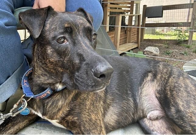Enlarge Chuck, a Adoptable mixed breed in Greenbelt, MD image 4/6