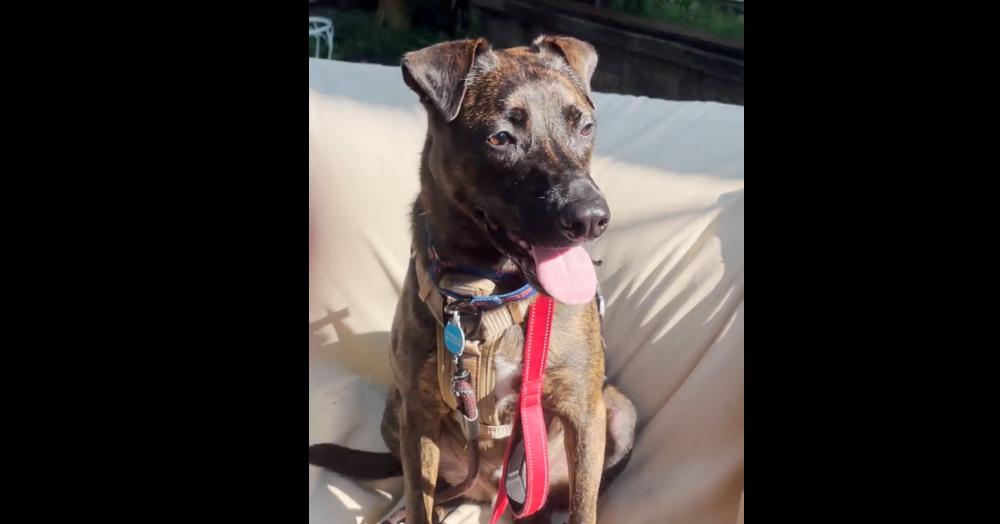 Enlarge Chuck, a Adoptable mixed breed in Greenbelt, MD image 6/6