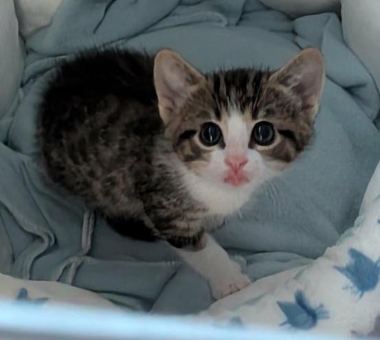Enlarge Troy, a ADOPTABLE mixed breed in Escondido, CA image 3/4