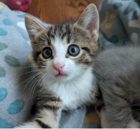 Troy, ADOPTABLE, Kitten Male Domestic Short Hair.