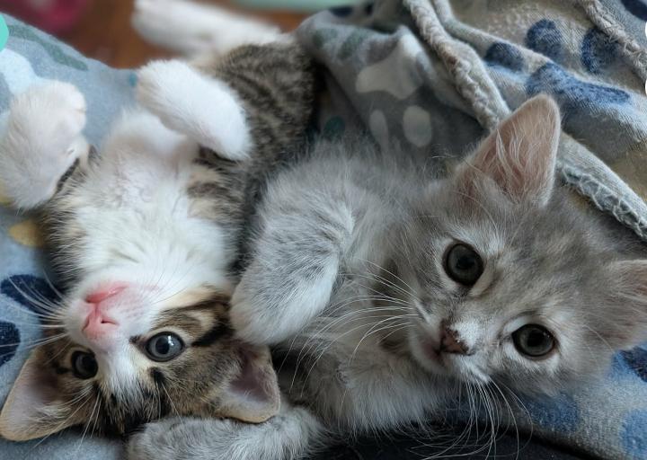 Enlarge Troy, a ADOPTABLE mixed breed in Escondido, CA image 4/4