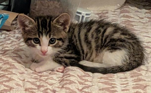 Enlarge Troy, a ADOPTABLE mixed breed in Escondido, CA image 2/4