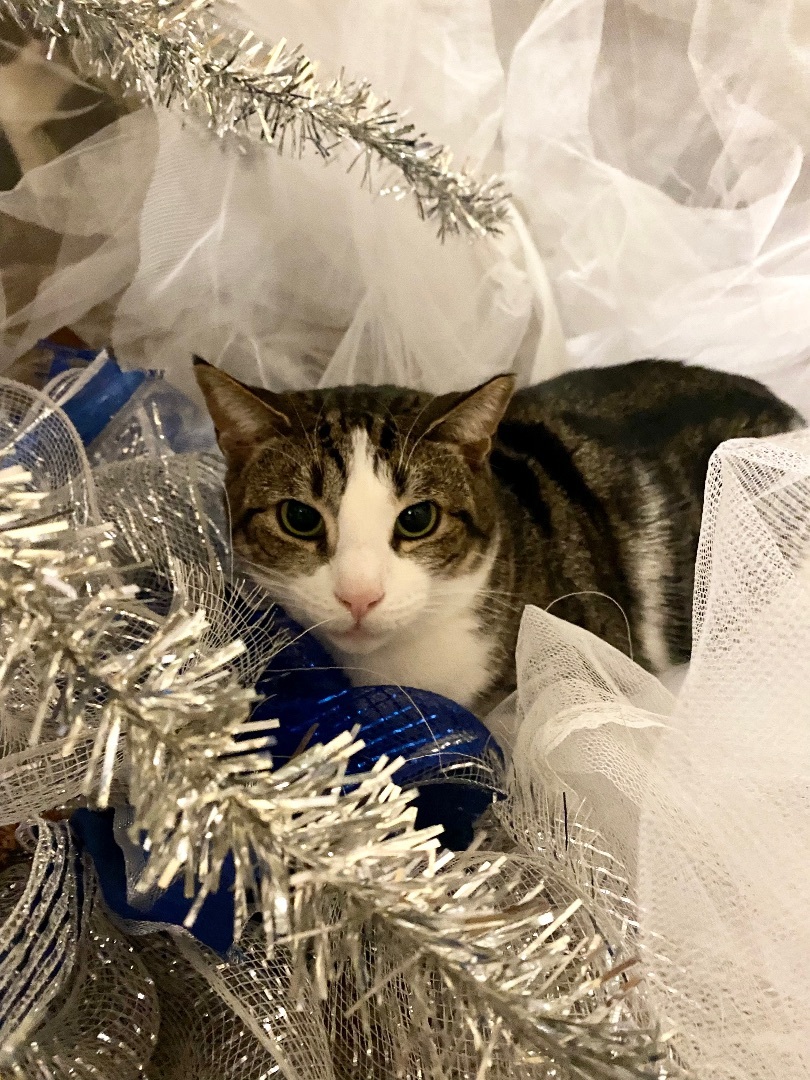 Sweetness, a Adoptable Tabby in Salisbury Mills, NY image 1/5