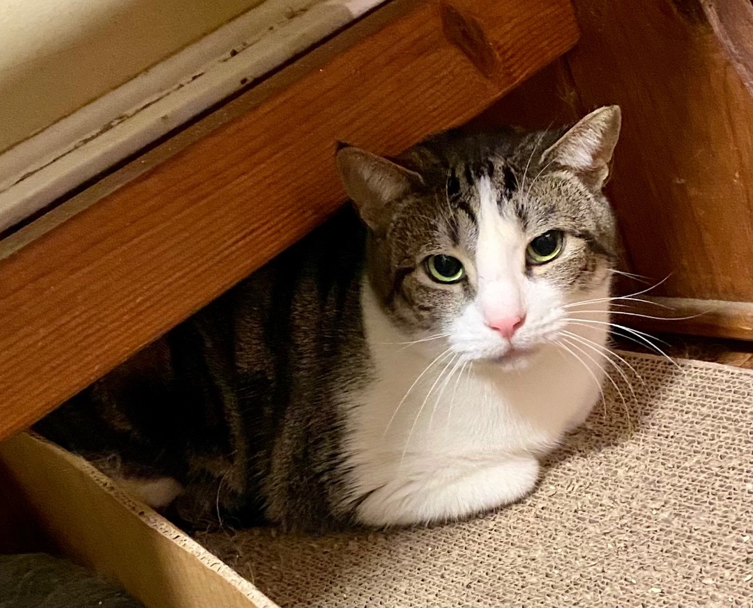 Sweetness, a Adoptable Tabby in Salisbury Mills, NY image 4/5