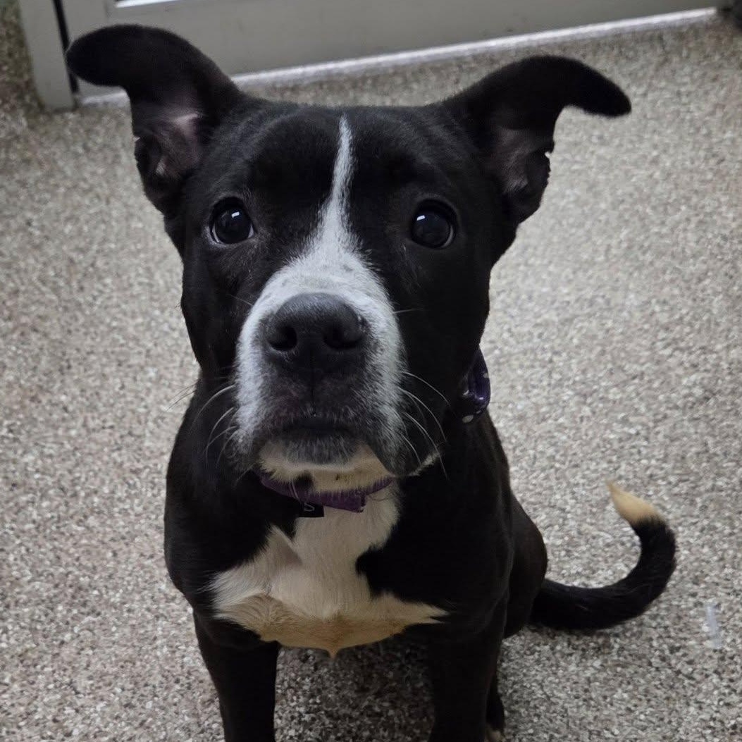 Enlarge Athena, a Adoptable mixed breed in Martinsburg, WV image 1/1