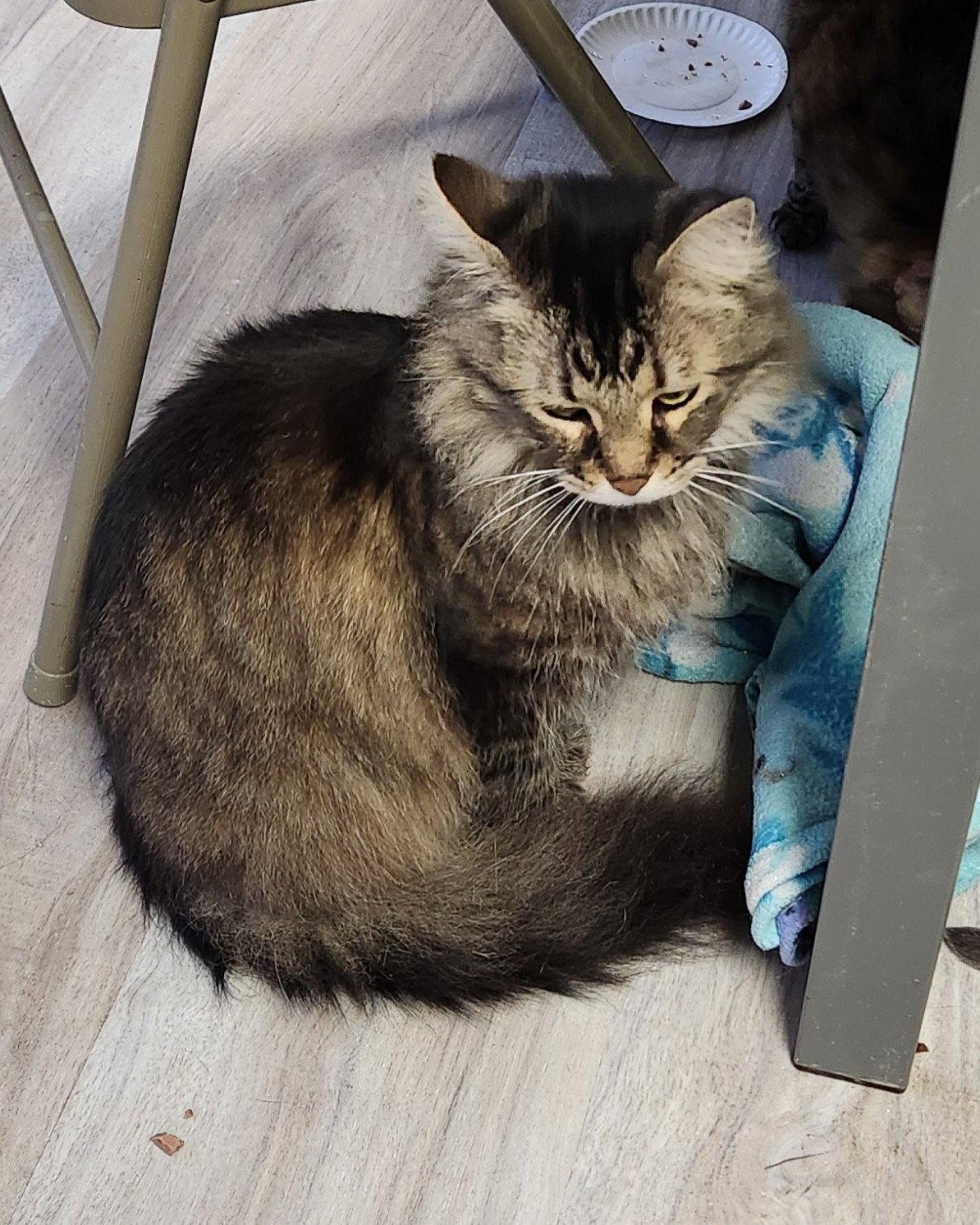 King Lear, Adoptable, Senior Male Domestic Long Hair & Maine Coon.